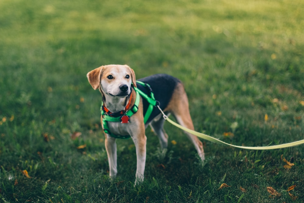 緑の芝生の上に立つ緑のハーネスを付けた短い黄褐色と黒の犬