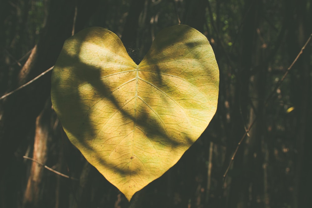 macro photo of brown ovale leaf plant