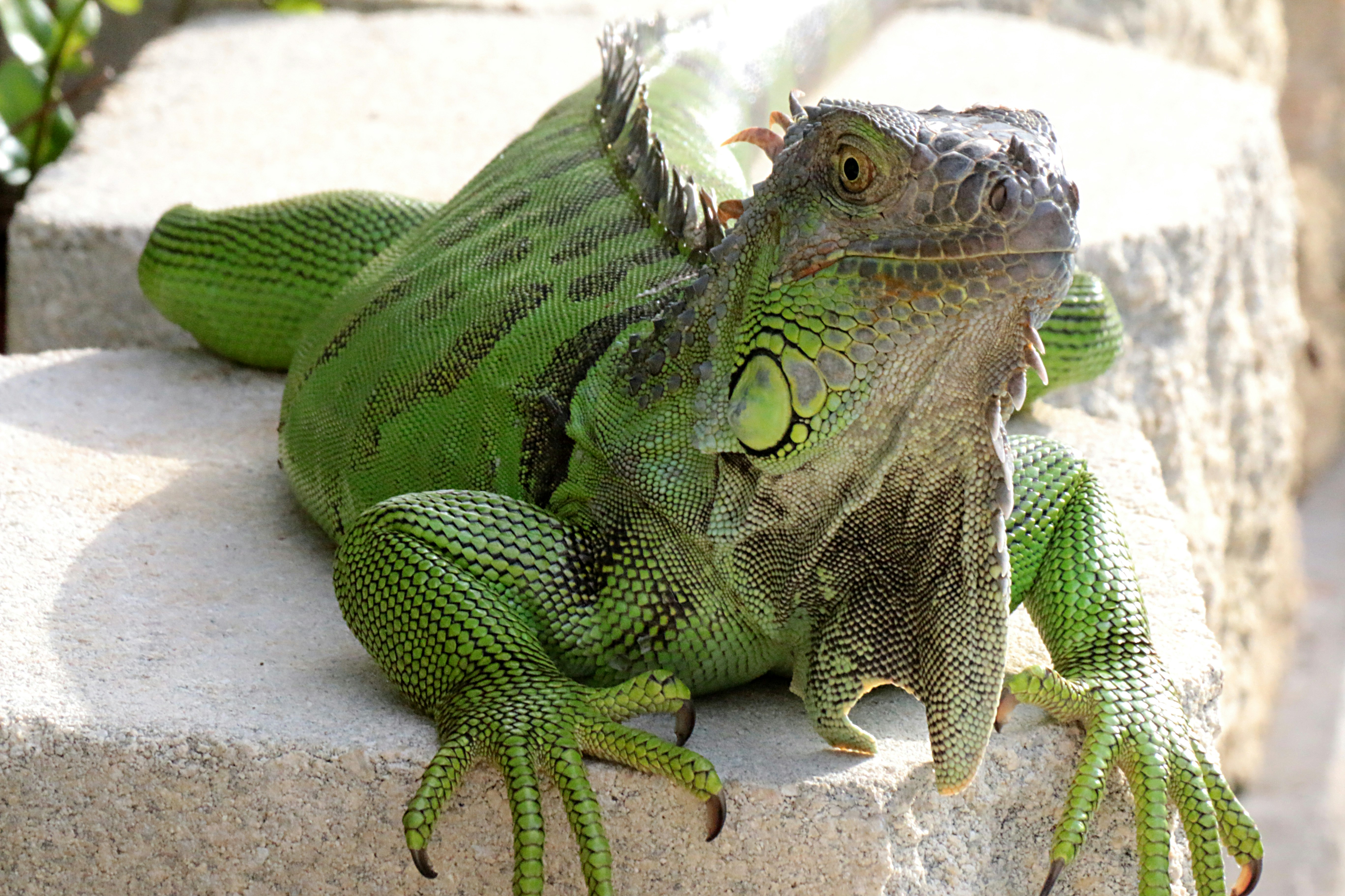 Free Unsplash photo from Ron van Wieringen