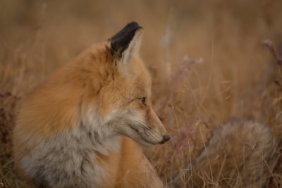 closeup photography of red fox sitting on ground surrounded by grass clever zoom background