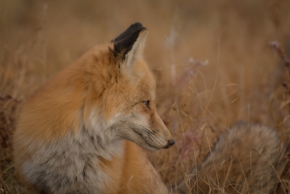 closeup photography of red fox sitting on ground surrounded by grass