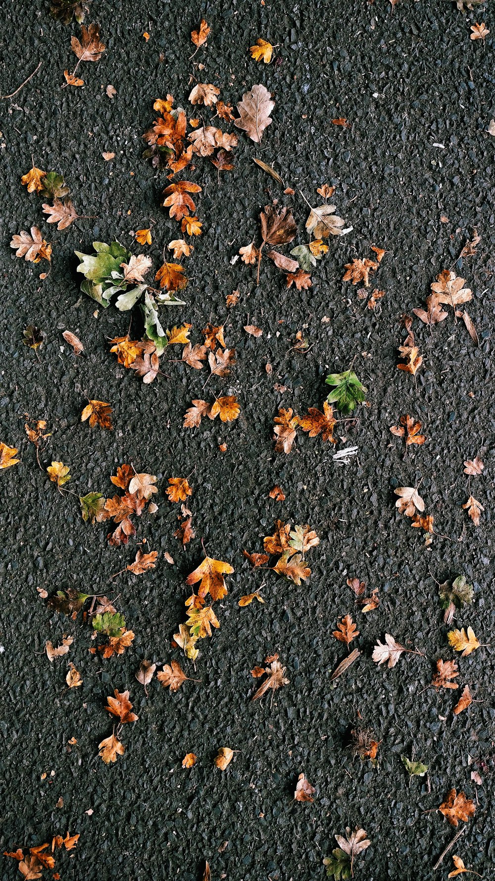 Leaves scattered on the ground.
