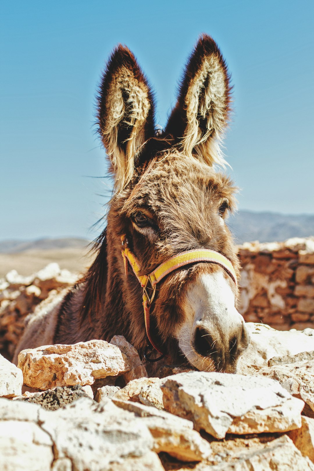 Wildlife photo spot Tiscamanita Fuerteventura Costa Calma