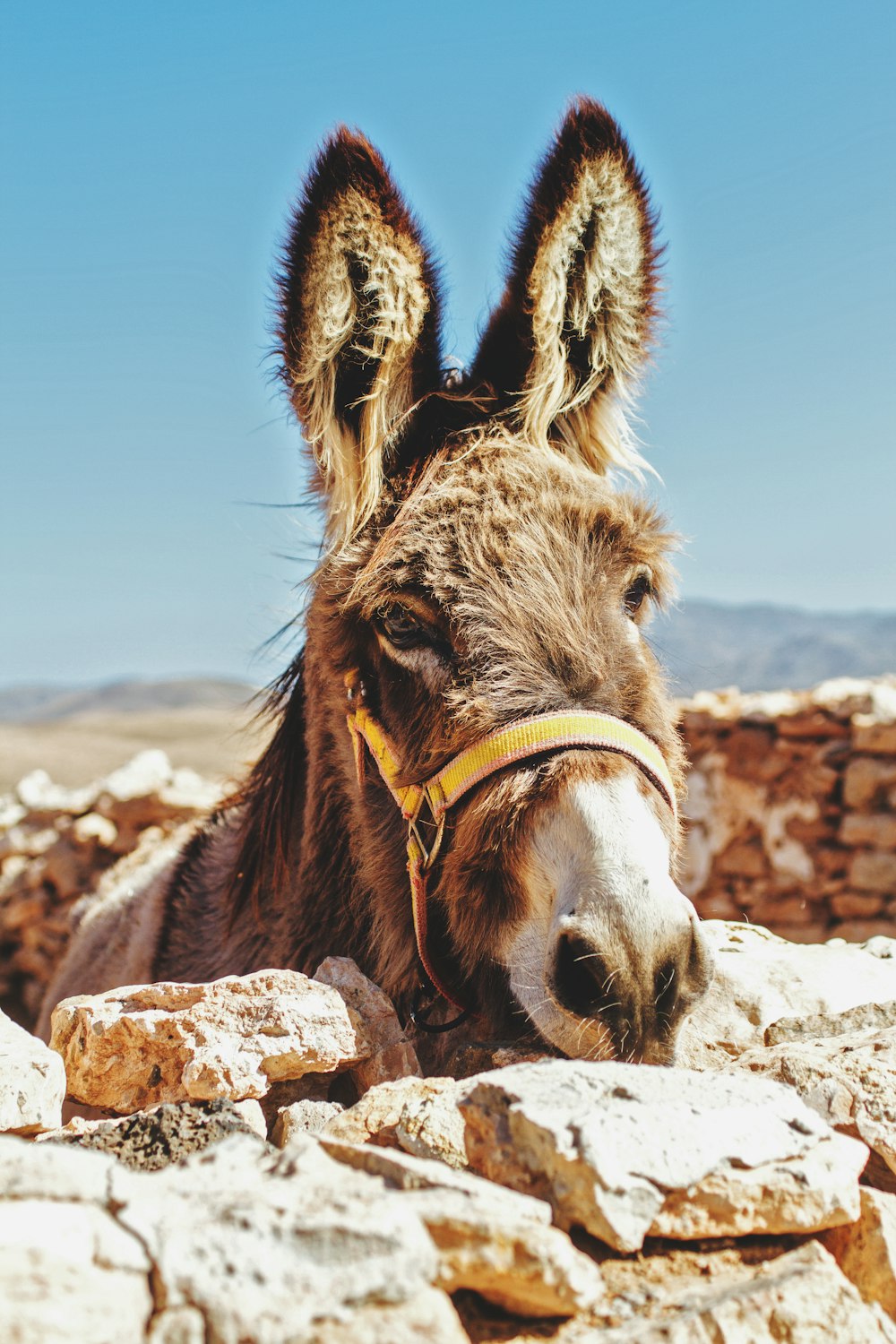 brown donkey standing beside brick wall