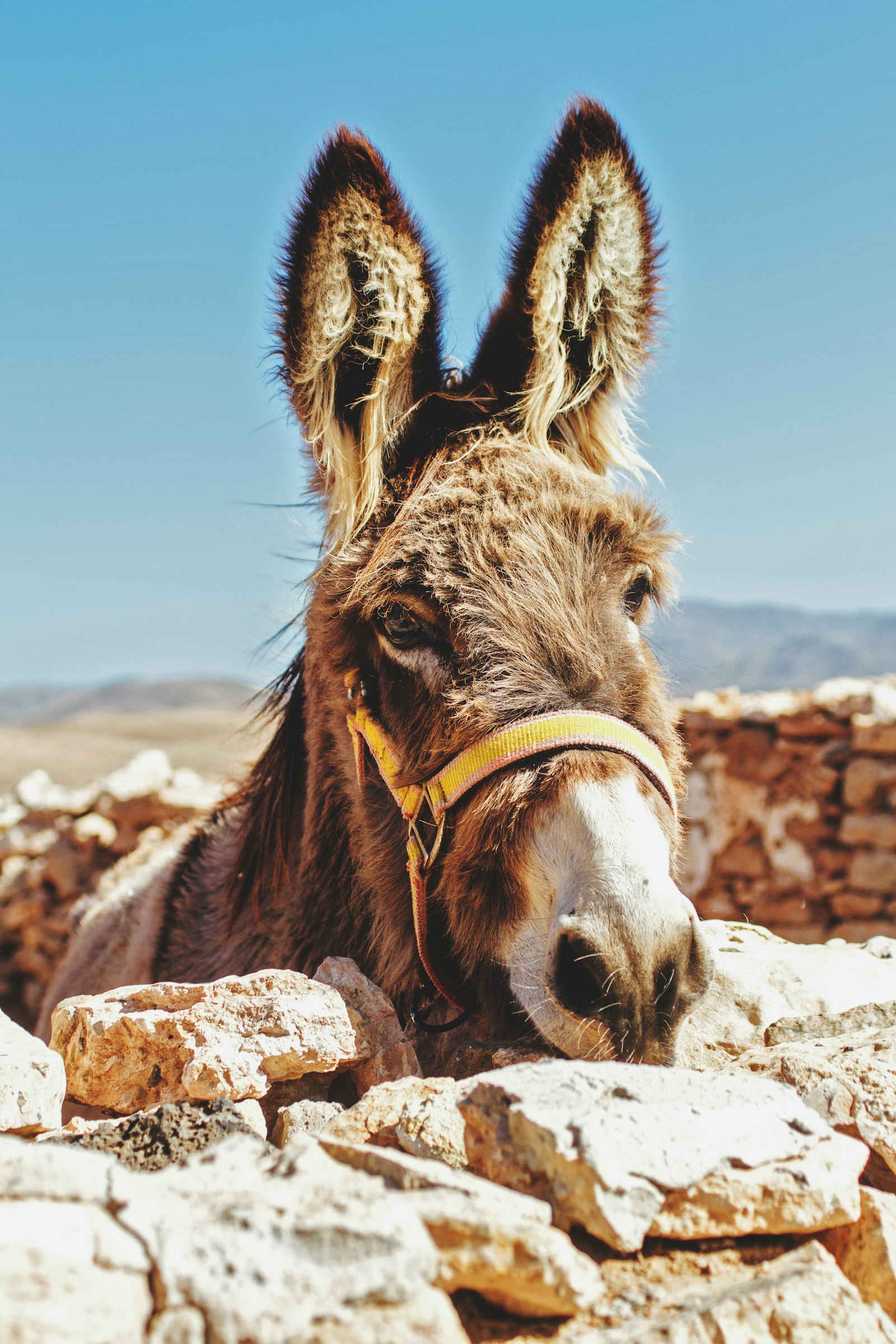 Canon EOS 7D + Sigma 24-70mm F2.8 EX DG Macro sample photo. Brown donkey standing beside photography