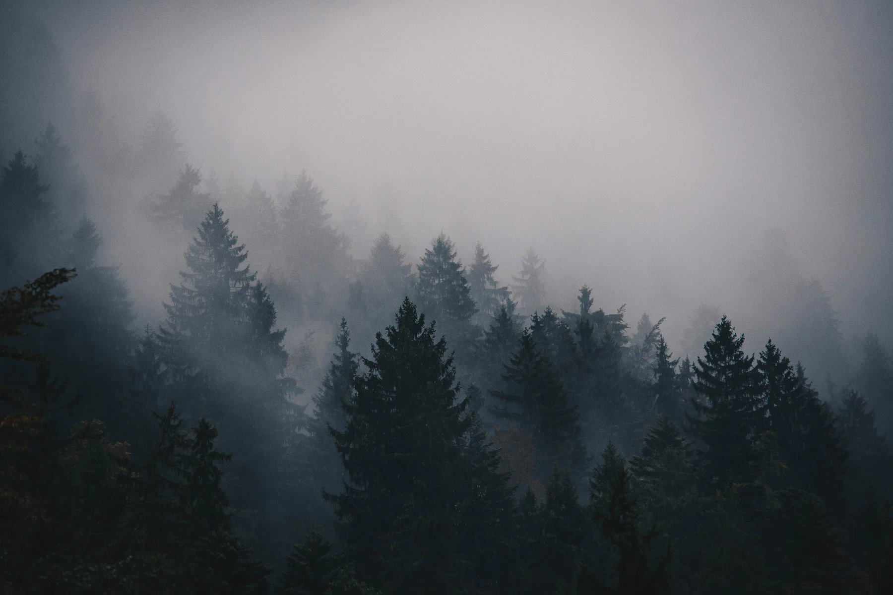 Evergreen ridge disappearing into fog
