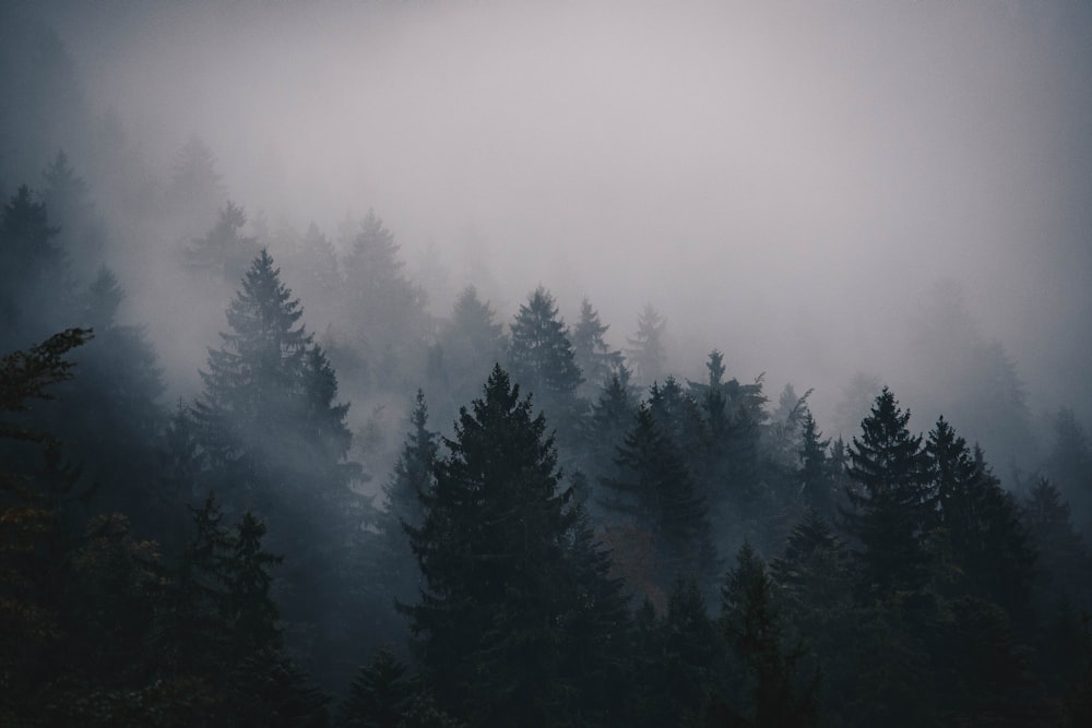 silhouette of pine trees photo