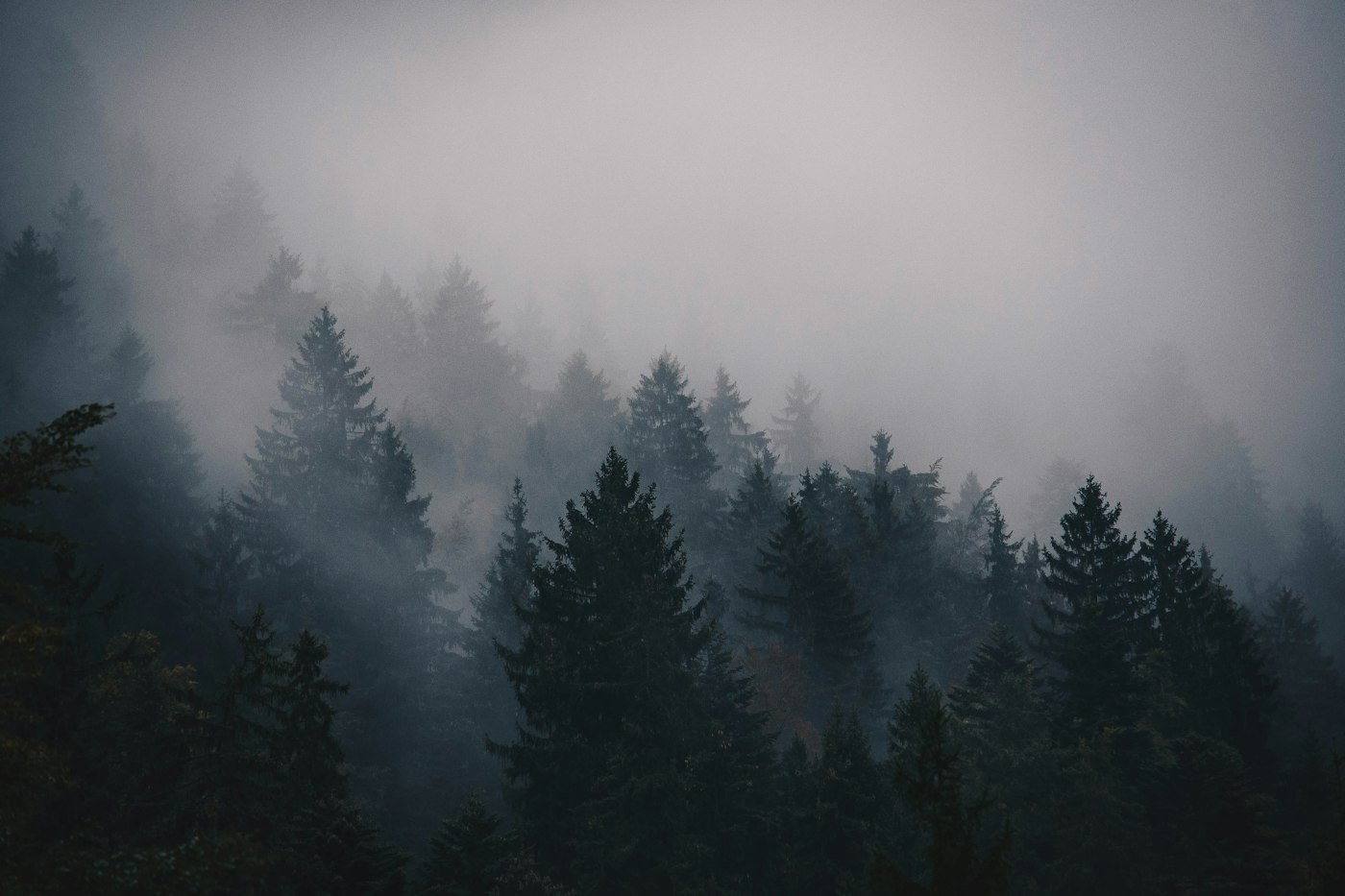 Silhouette of pine trees
