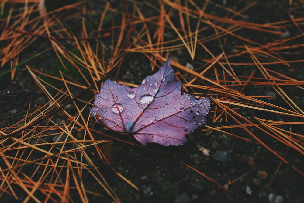 red plant leaf with water droplets on the ground
