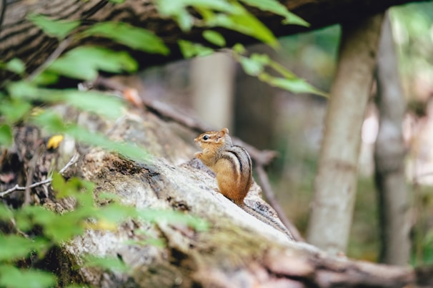 Illustration of Kipp the chipmunk with a glowing heart and Brumble the wise mentor in a mystical forest.