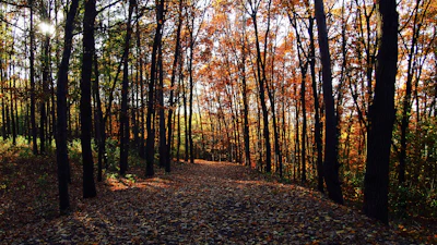 Sunlight filtering through tall midwestern trees, casting warm shadows on a forest floor covered in fallen leaves.