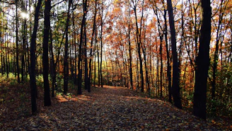 Sunlight filtering through tall midwestern trees, casting warm shadows on a forest floor covered in fallen leaves.
