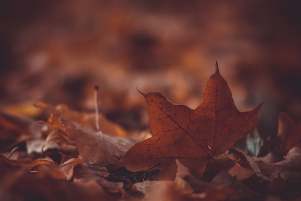 Photo de mise au point peu profonde de feuilles séchées brunes