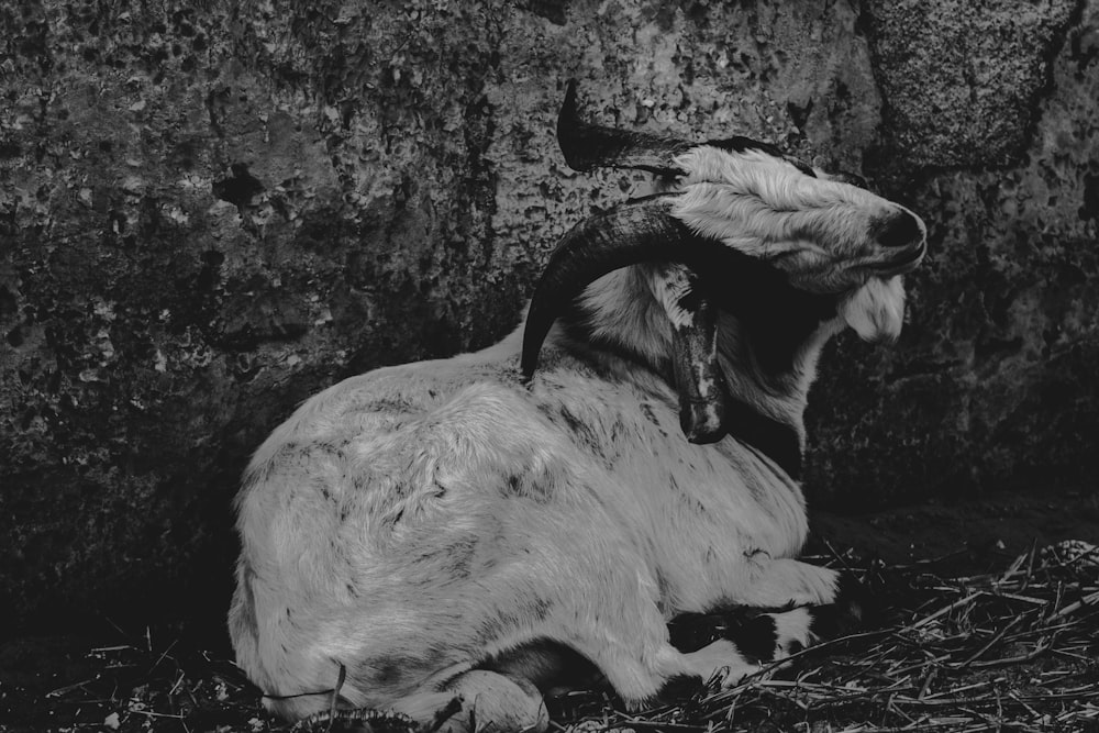 goat in grayscale photo