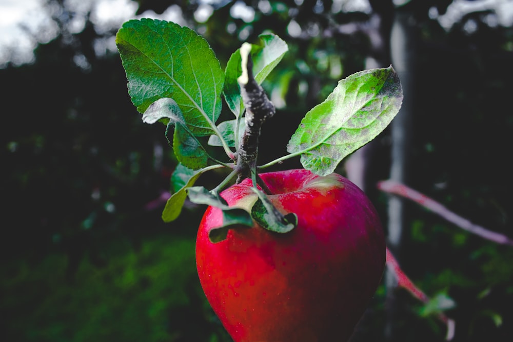 Manzana roja