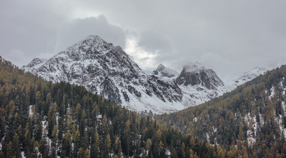 Landschaftsfotografie von grün belaubten Bäumen und Bergen, die mit weißem Schnee bedeckt sind