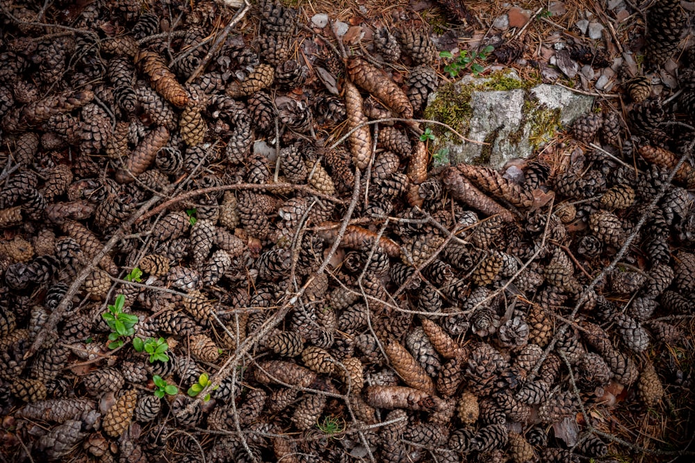brown and grey pinecones lot