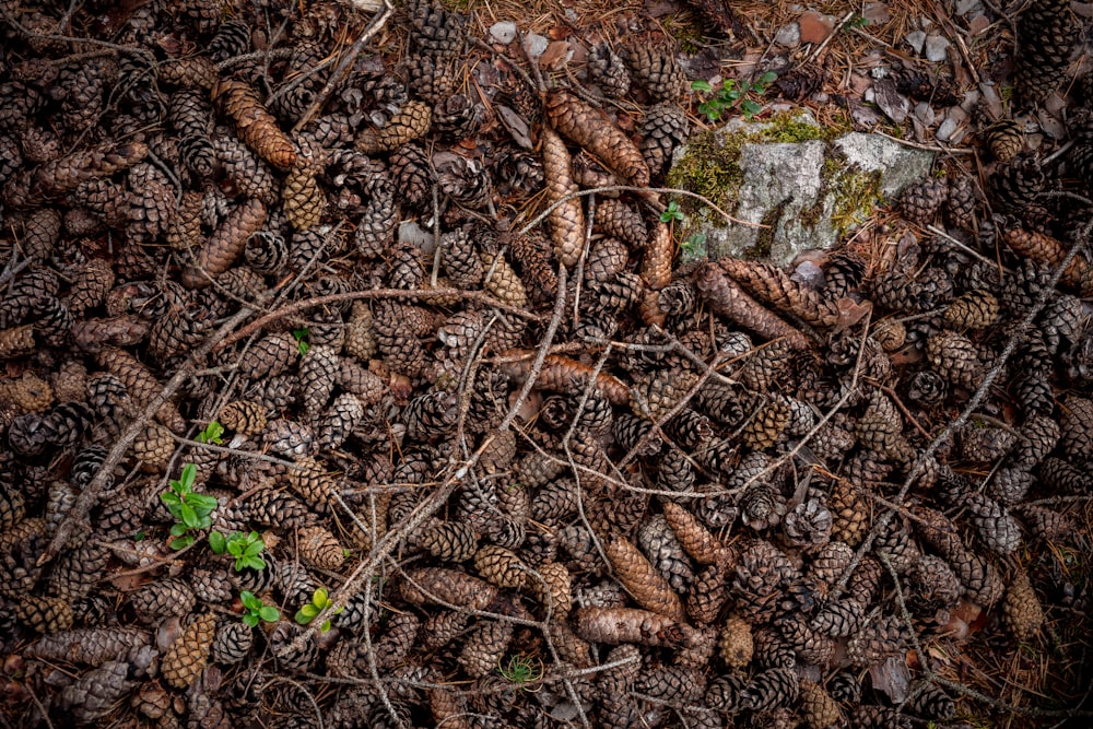 lot de pommes de pin brunes et grises