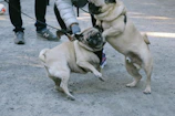 Two pugs happily exploring a park, noses to the ground.