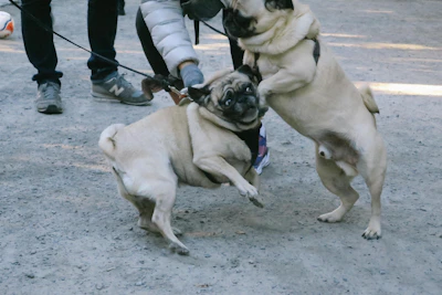 Two pugs happily exploring a park, noses to the ground.