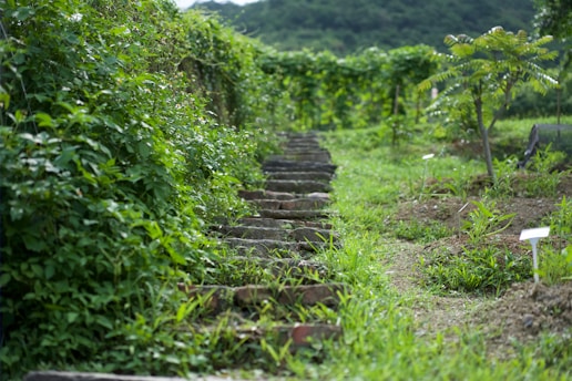 Close-up of a luxurious stone pathway winding through a lush garden.