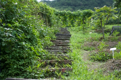 Stone steps lead through lush greenery in a garden setting, surrounded by dense foliage and small plants. The pathway is bordered by well-maintained plants, with a tree visible on the right side.