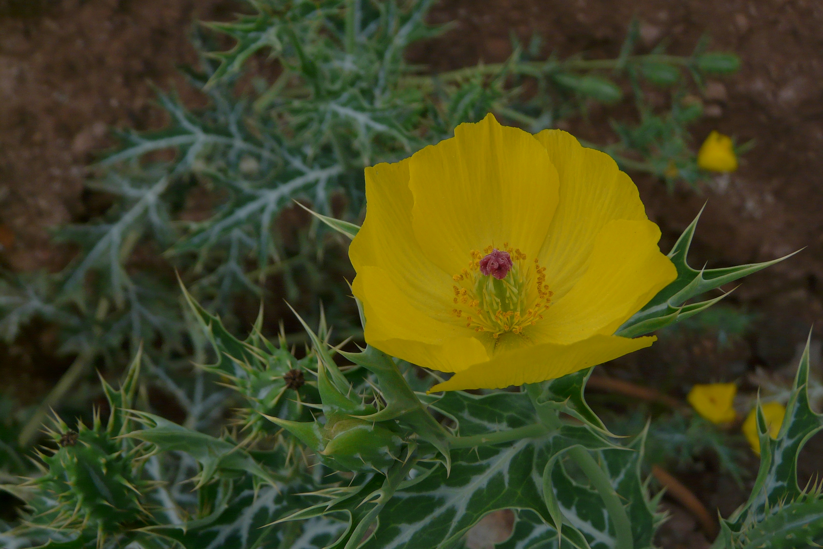 Free Unsplash photo from Robert Emmanuel