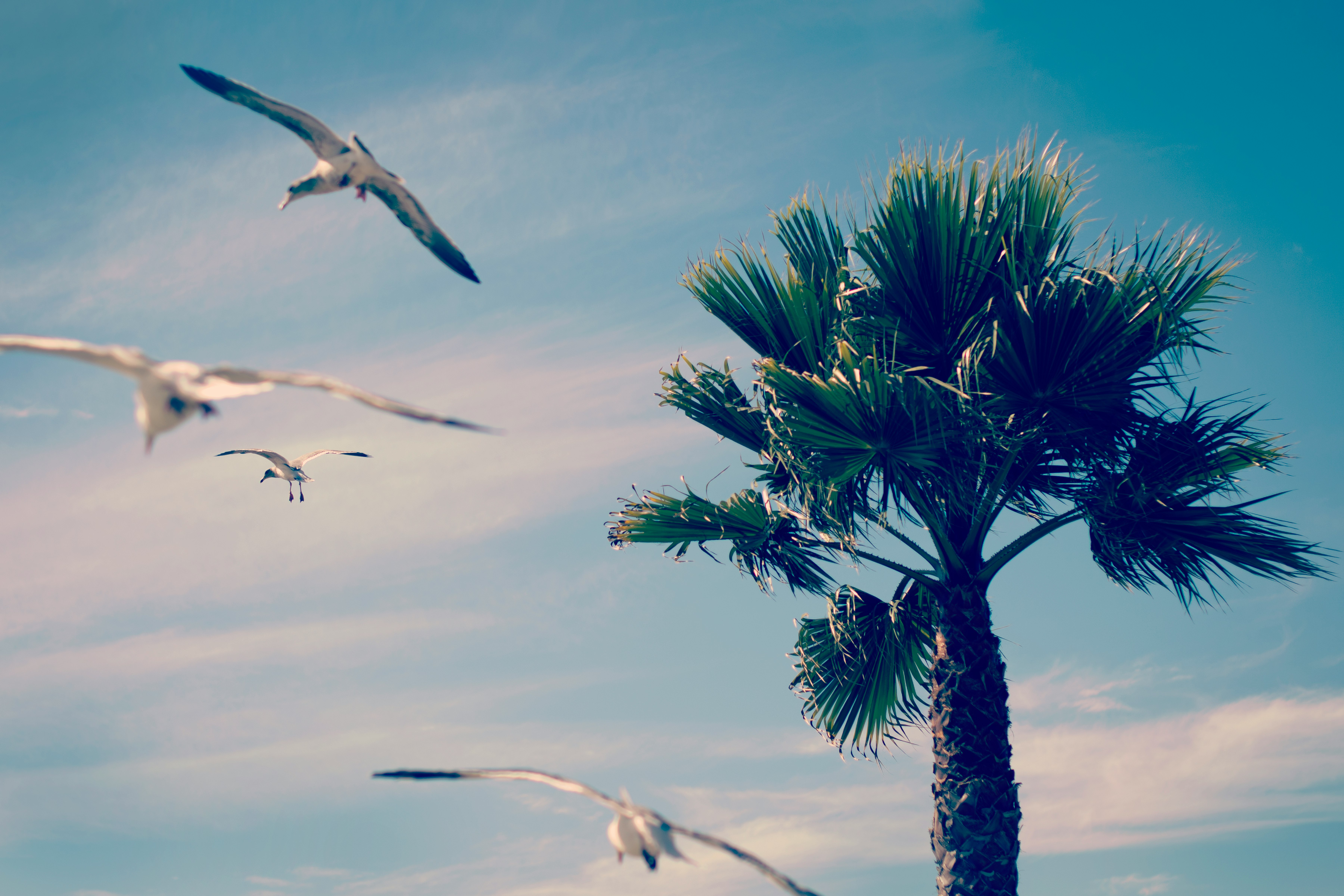 flock of birds flying near green tree during daytime