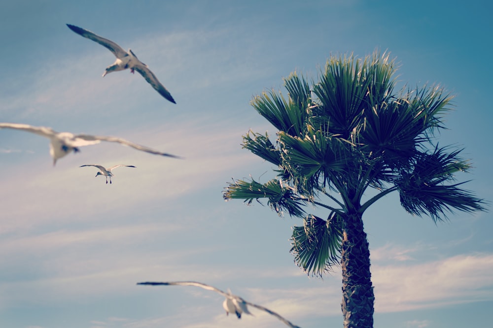 flock of birds flying near green tree during daytime