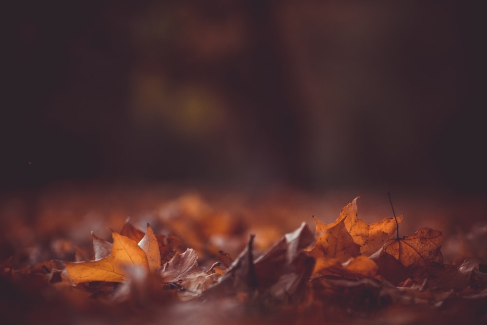 close-up photography of brown leaves