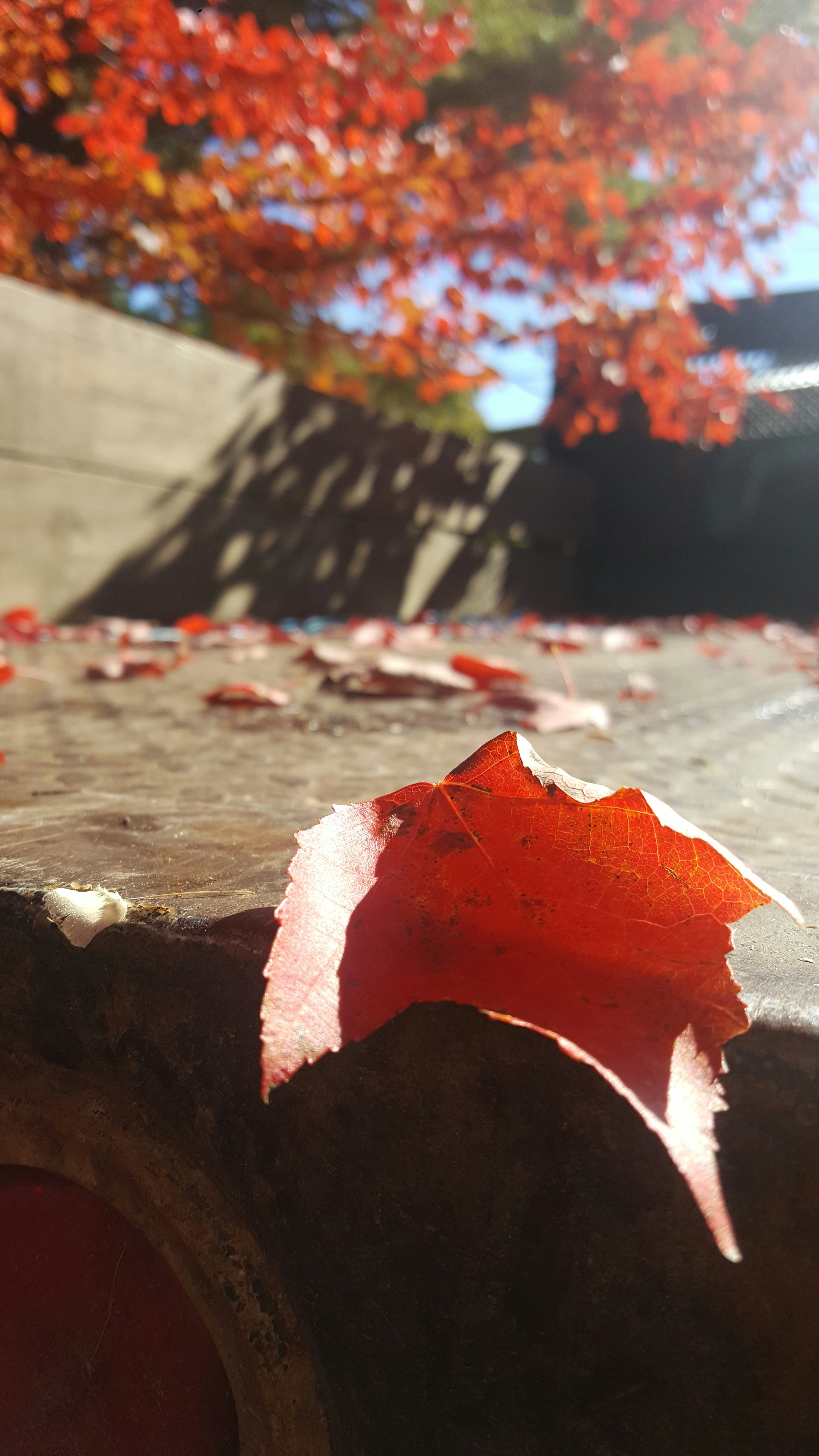 Free Unsplash photo from Aasha Edwards