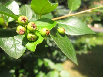 A close-up of several small, round green fruits growing on a leafy branch. The fruits have a star-like formation at their top. The leaves are shiny and vibrant, with prominent veins. Sunlight is illuminating the scene, creating bright highlights and deep shadows in the background.