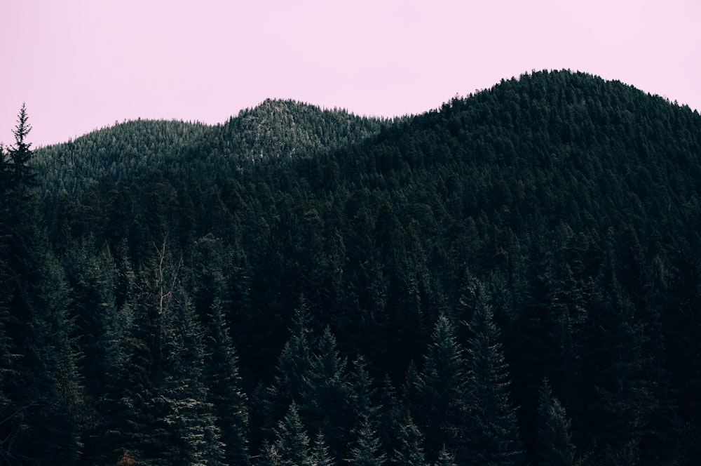 fotografia di paesaggio di palme