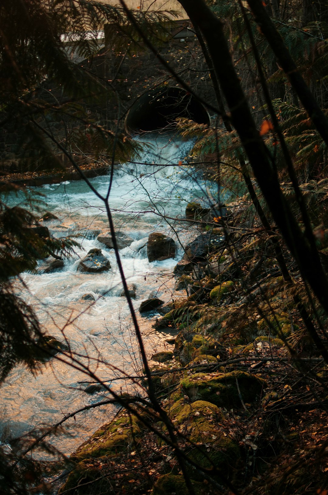 Forest photo spot Radium Hot Springs Wapta Falls