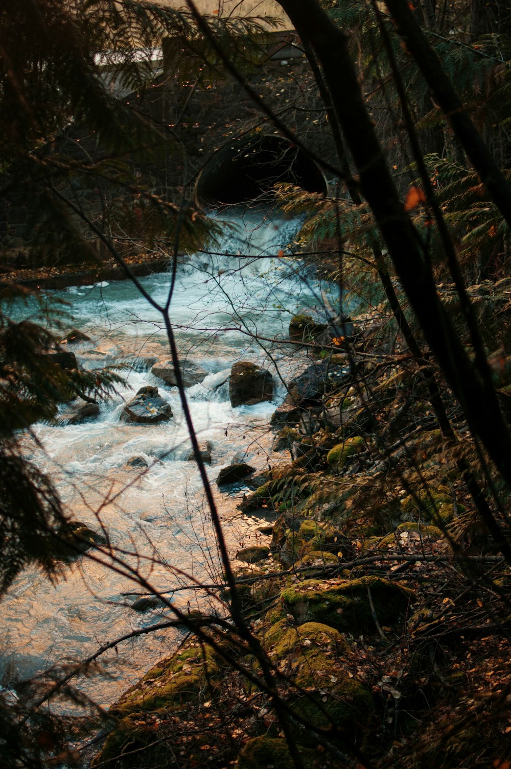 creek at daytime