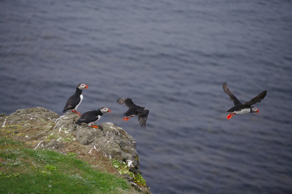 photo of puffin on grey cliff