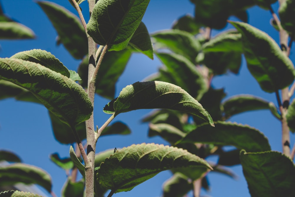 green leaf plant