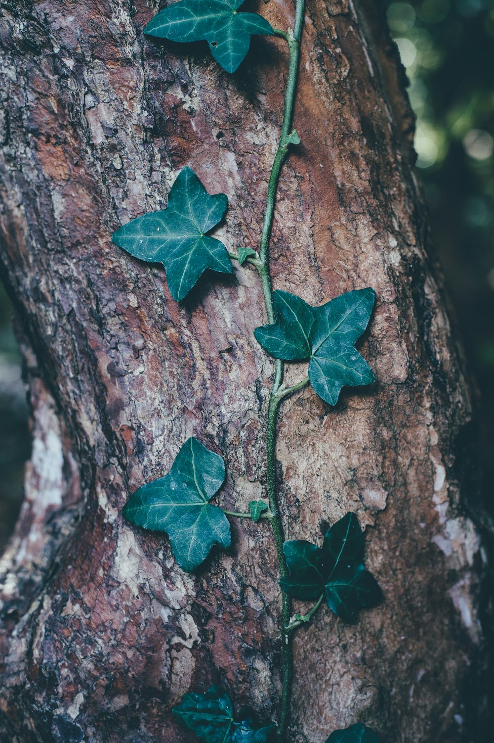 planta de folhas verdes na árvore