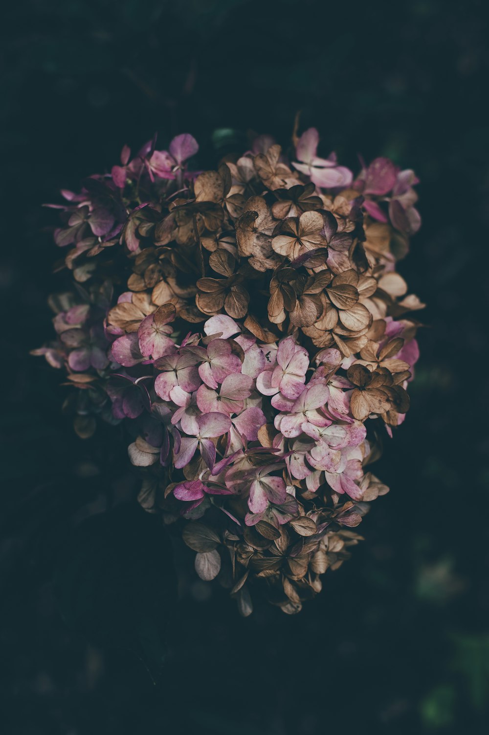 Fotografía de primer plano de flores de pétalos púrpuras