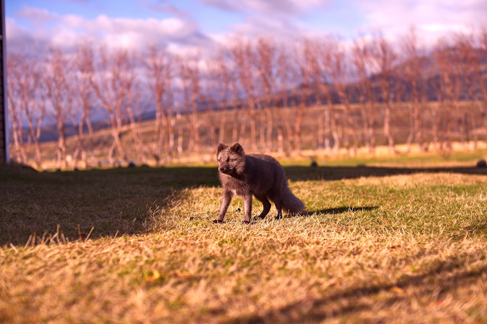 animal marrom na grama do gramado