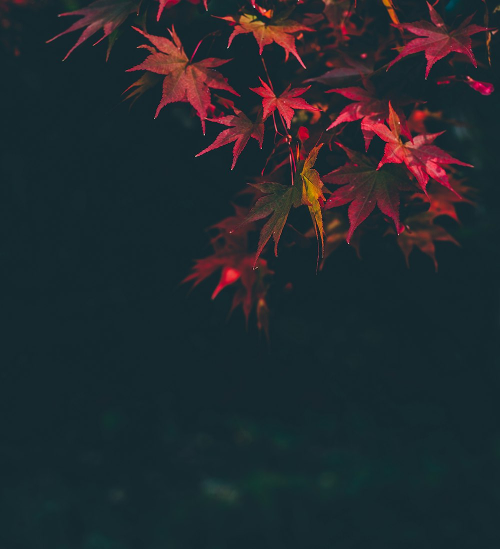 붉은 단풍나무 잎 나무의 선택적 초점 사진