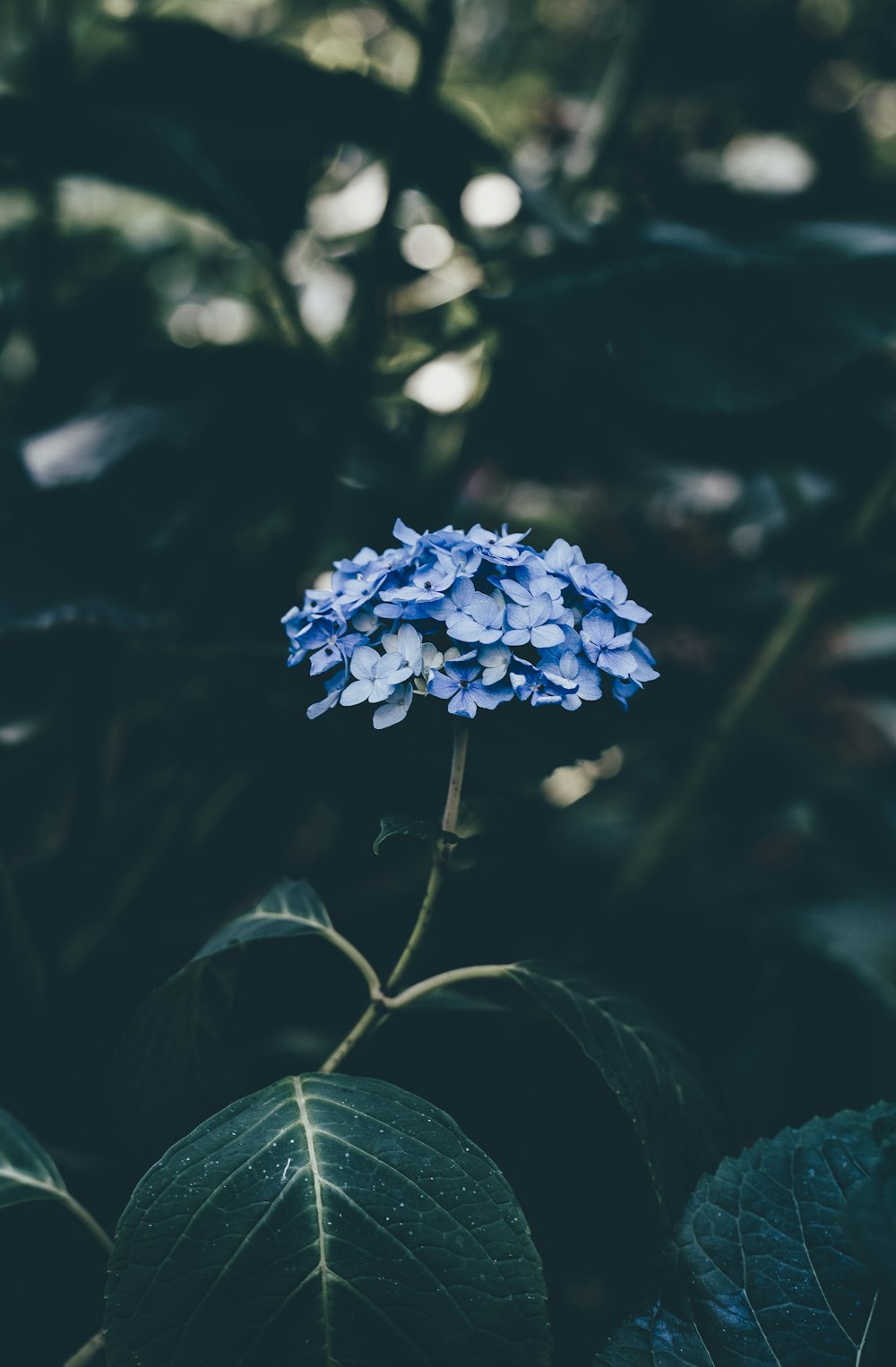 青い花びらの花の房が咲く