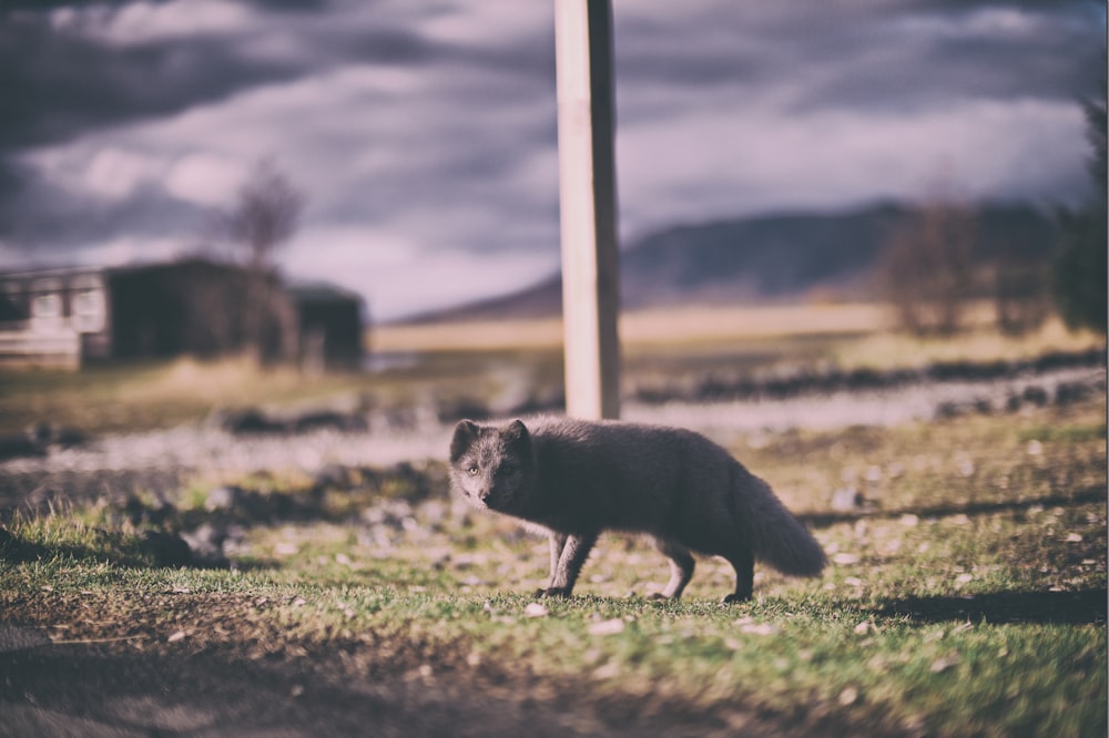 focus photo of gray mammal