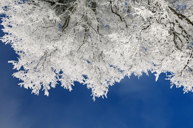 eyeworm view photo of tree with white leaf