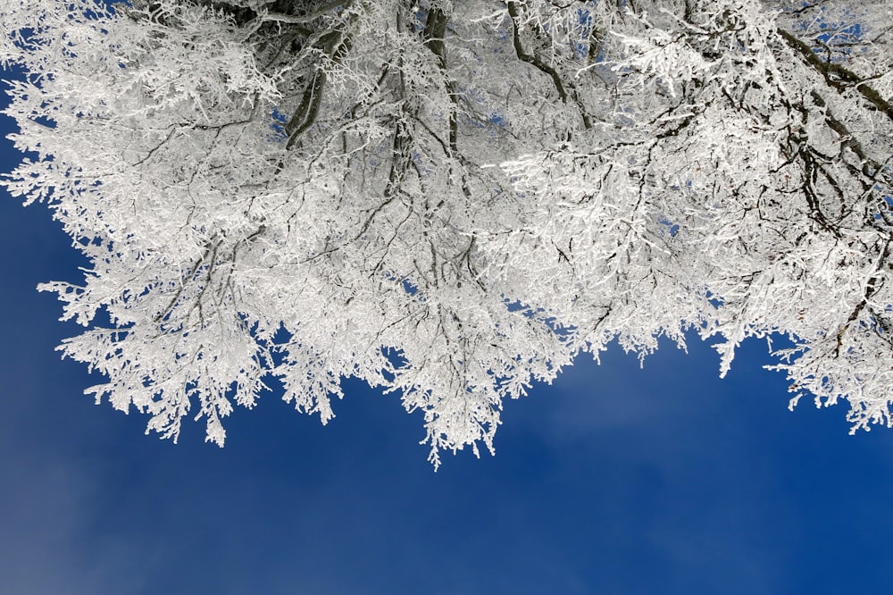 eyeworm view photo of tree with white leaf