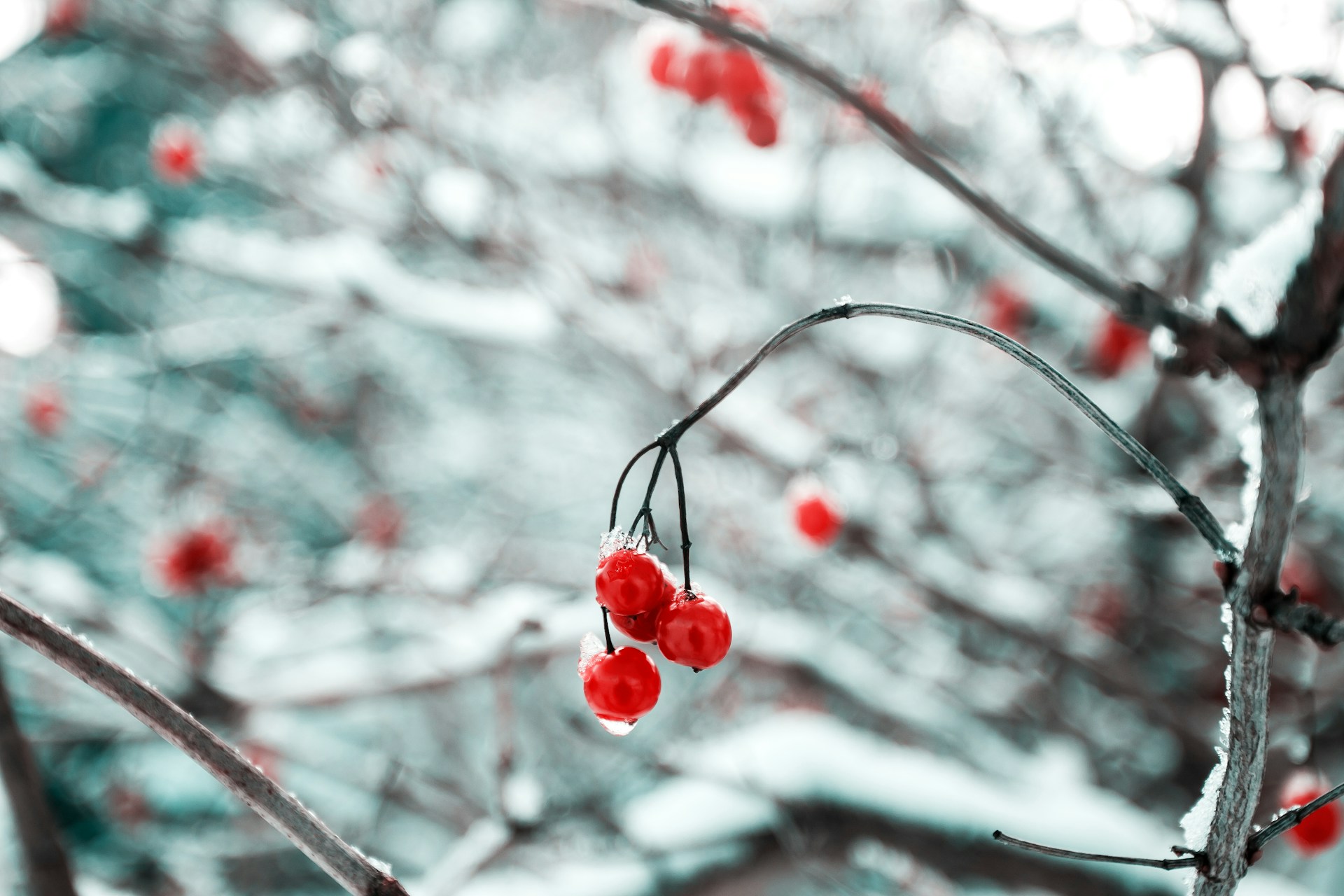 depth of field photography of red cherry fruits