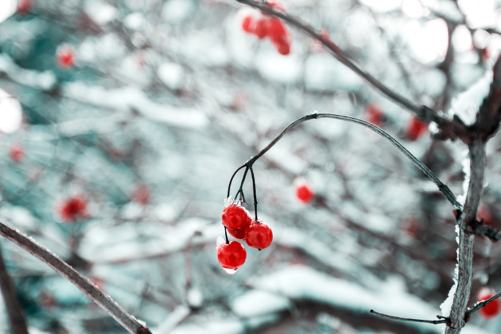 depth of field photography of red cherry fruits