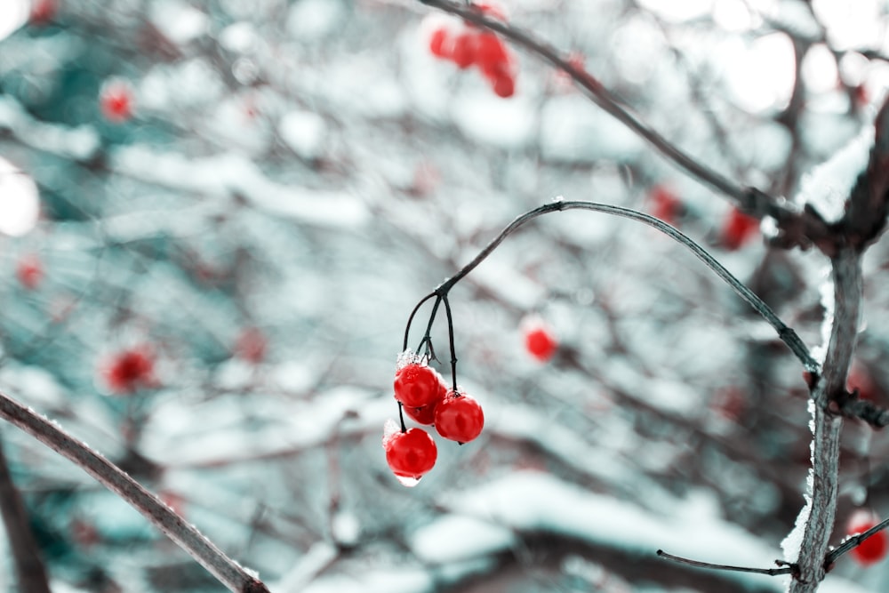 Photographie de profondeur de champ des cerises rouges