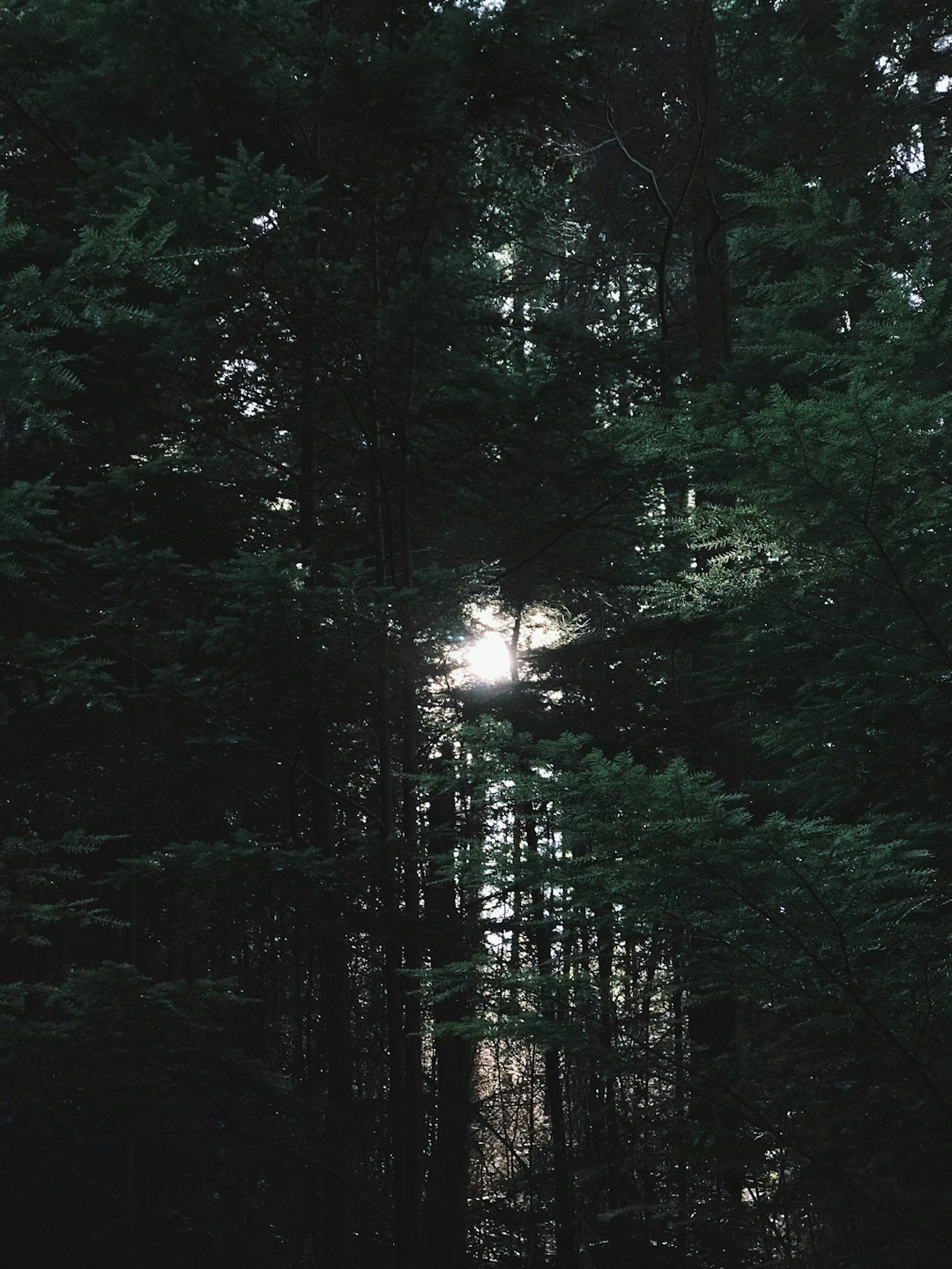 green tress at sunrise