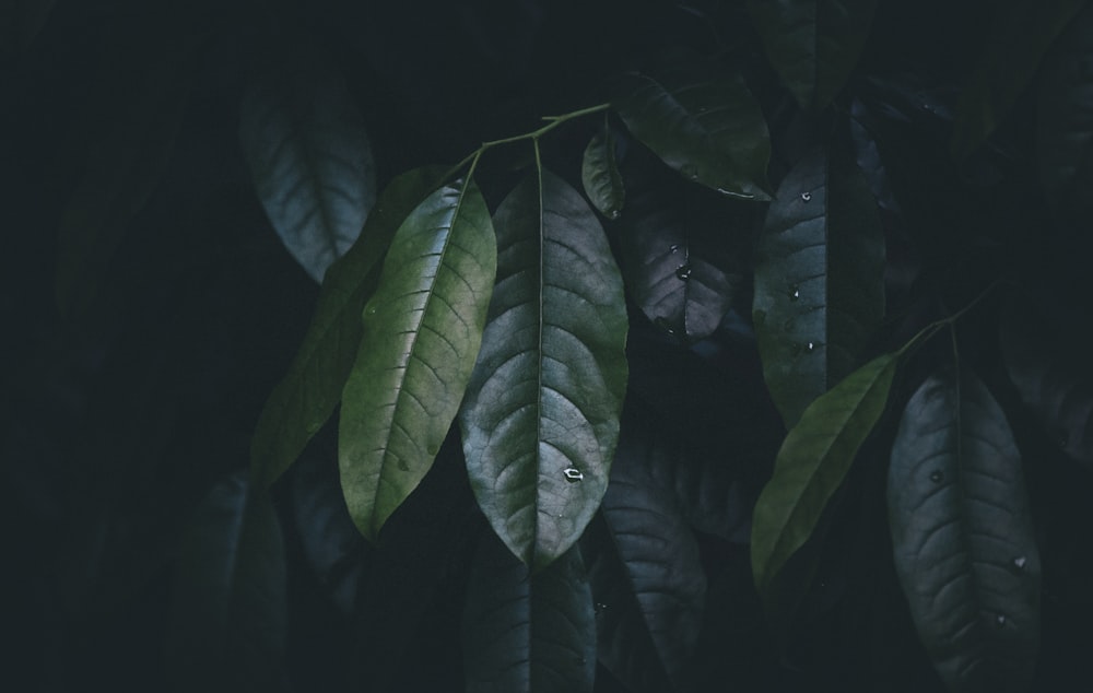 selective focus photo of green leaves